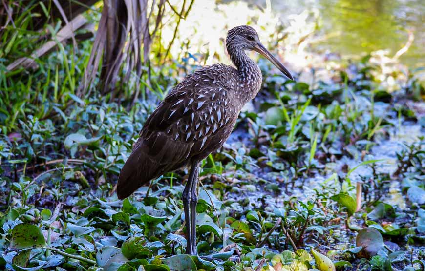 First time seeing a limpkin