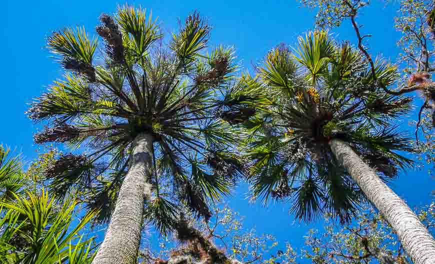 Blue skies frame the palm trees