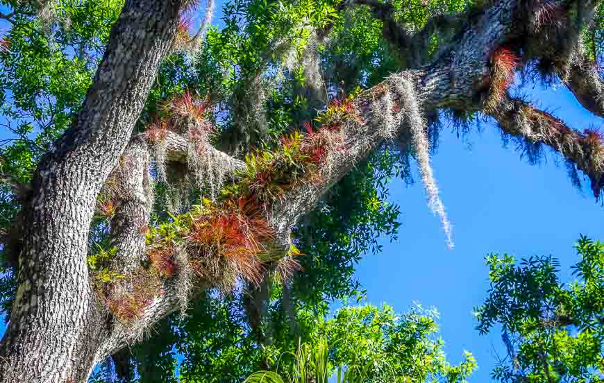 Colourful air plants and mosses in the trees