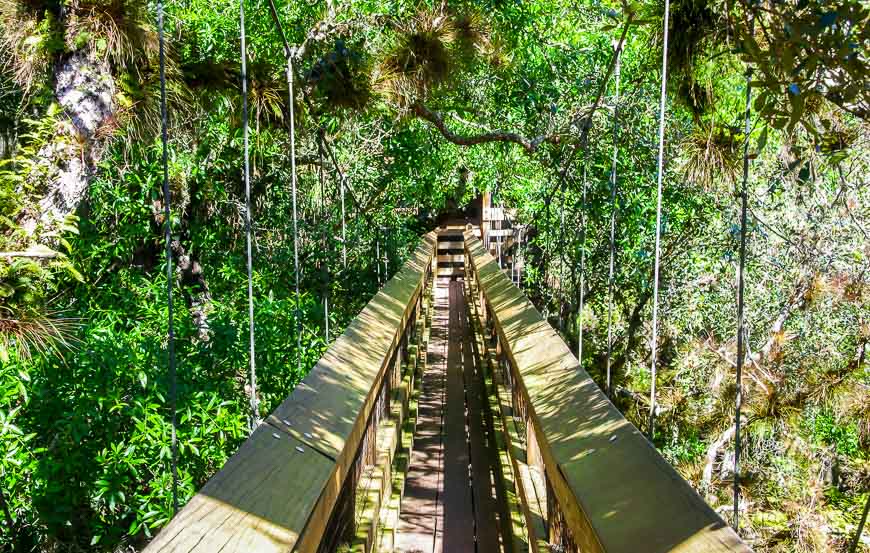 The canopy walkway - an 85 foot long suspension bridge - in Myakka River State Park