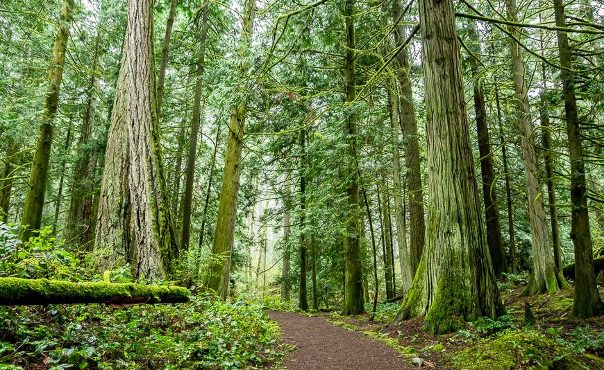 Hike past massive trees in John Dean Provincial Park