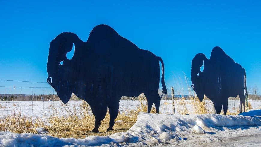 Check out the buffalo art at Rocky Mountain House National Historic Site