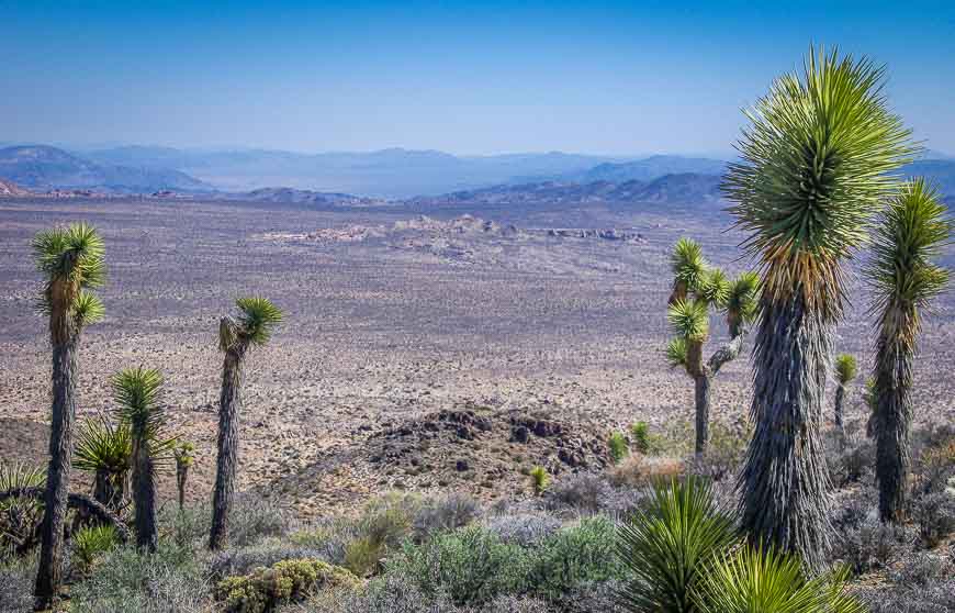 Joshua Trees grow only in the Mojave Desert