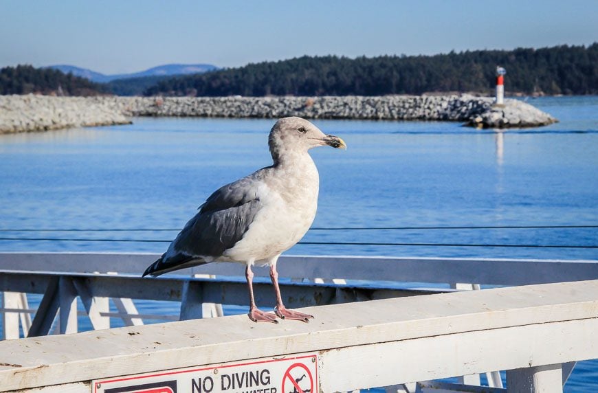 Gulls will keep you entertained by the water in Sidney BC