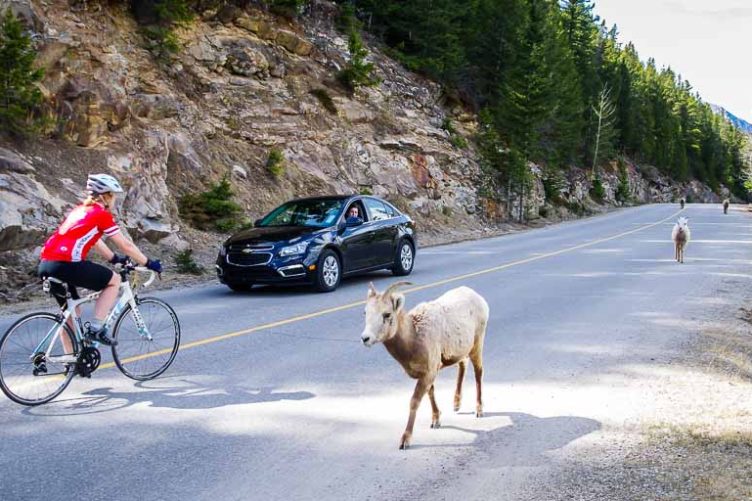 Bighorn sheep don't seem to mind cyclists or cars