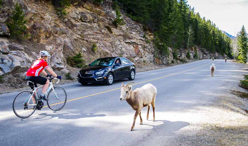 Bighorn sheep don't seem to mind cyclists or cars