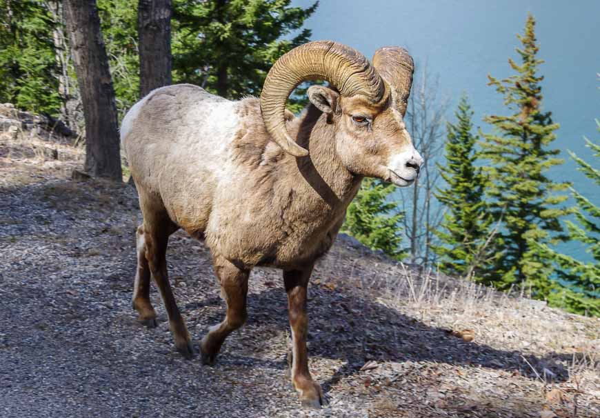 Bighorn sheep strutting right by me