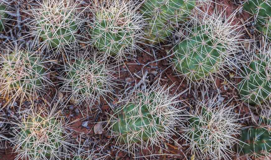 Don't inadvertently sit on the cacti