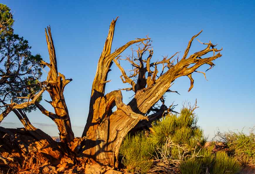Dead trees add drama to the landscape