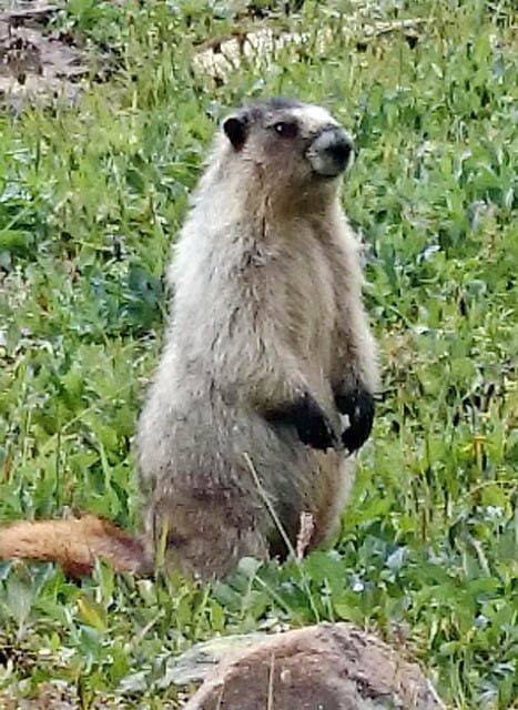 Hoary marmot near Harvey Pass