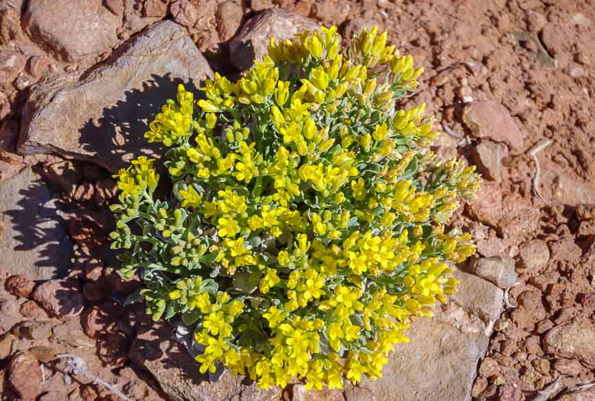 A blast of spring colour