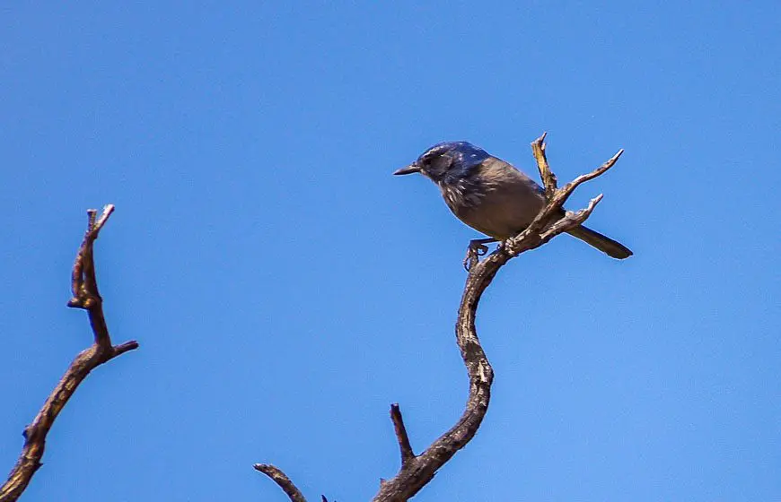 The Western scrub jay seen on the Navajo Knobs hike