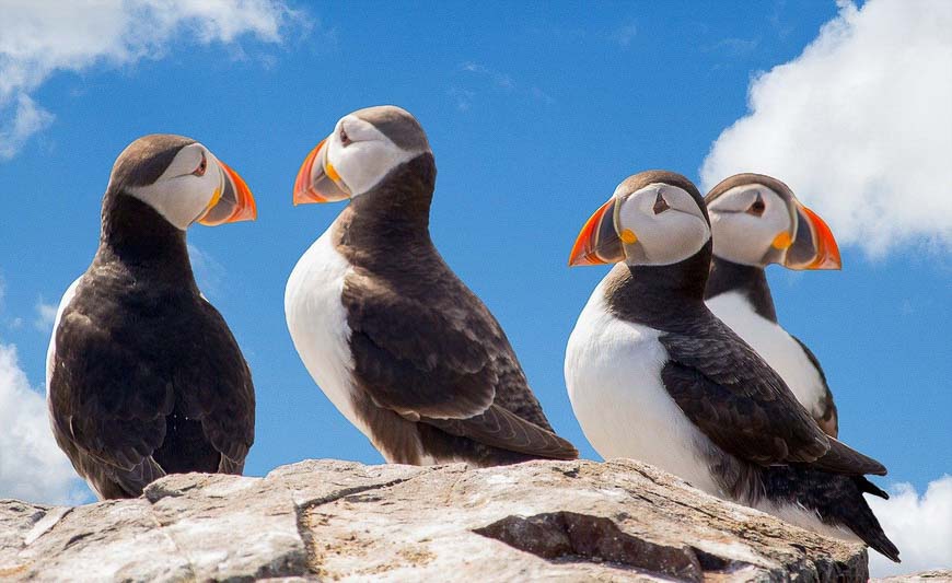 Look for puffins in Witless Bay - one of 10 adventures in Newfoundland