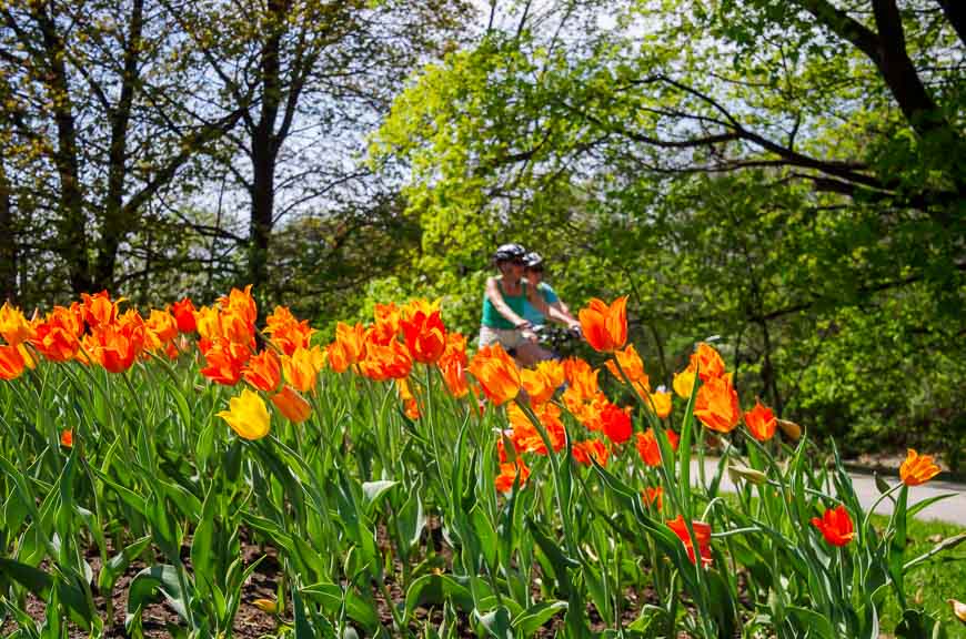 The tulips are near their peak in Ottawa in mid-May