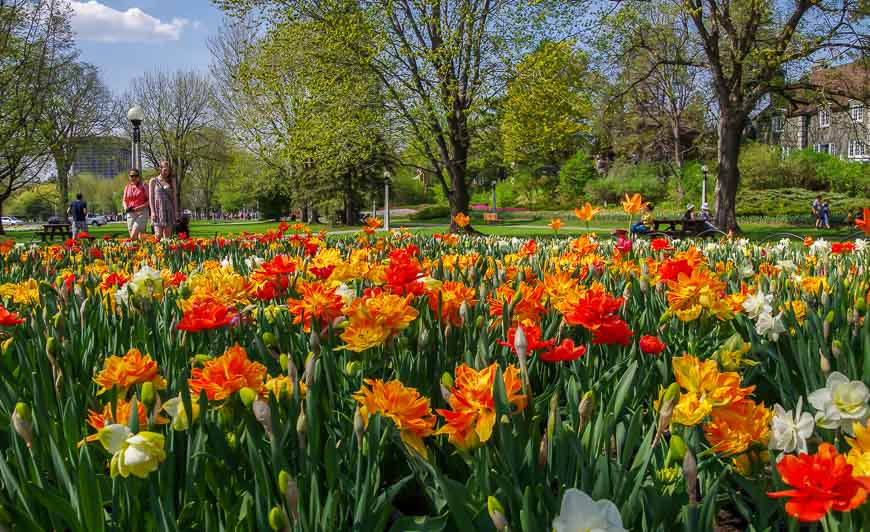 It's hard to get a picture of tulips without people in it during the Tulip Festival