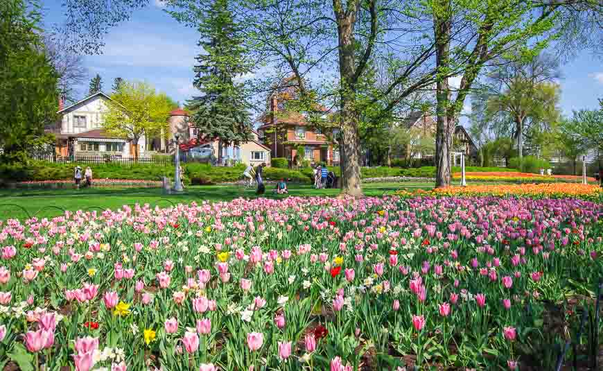 Swaths of tulip beds across from Dow's Lake - a great stop to make while biking in Ottawa