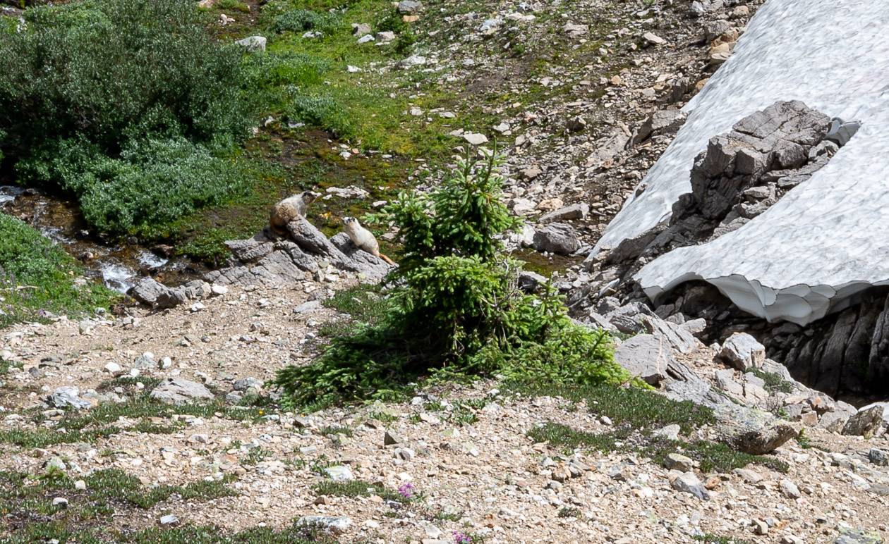 I have never seen or heard as many hoary marmots than the Bourgeau Lake hike