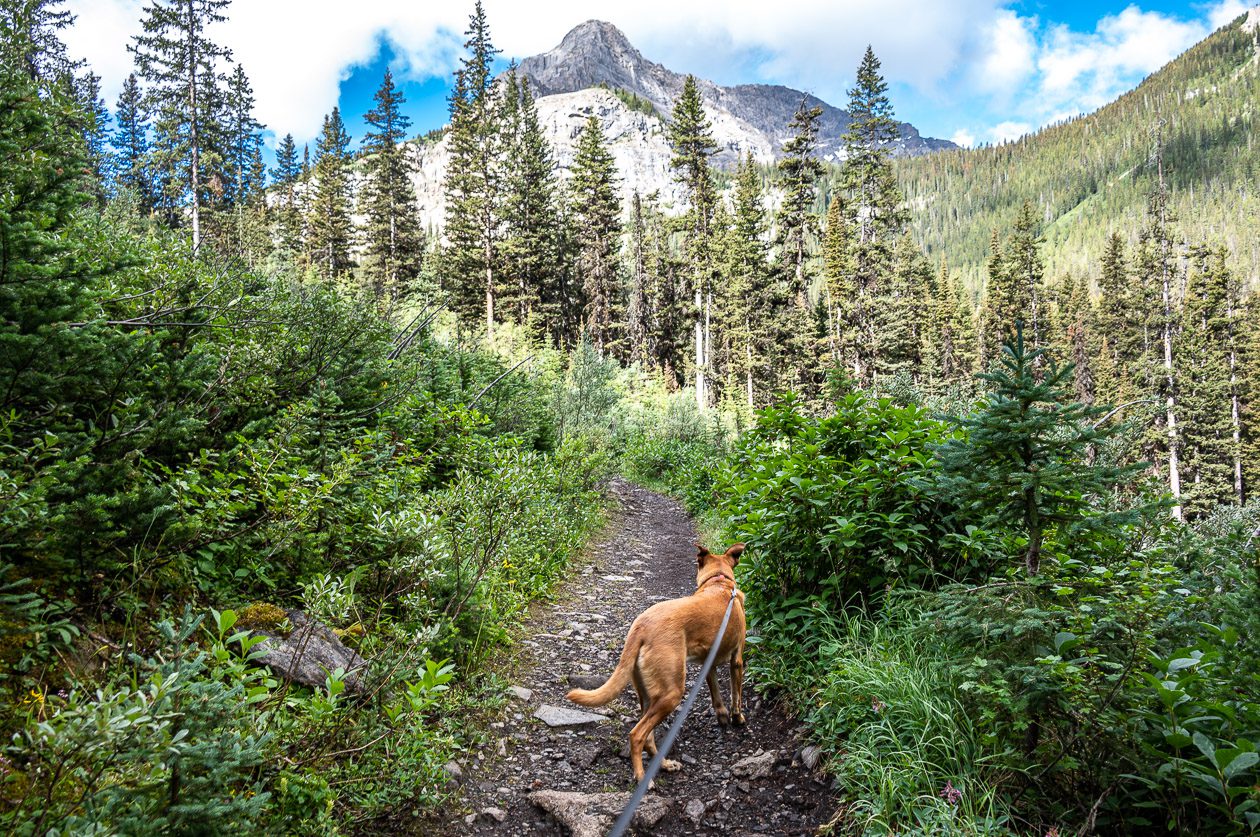 Bourgeau Lake Hike and Harvey Pass