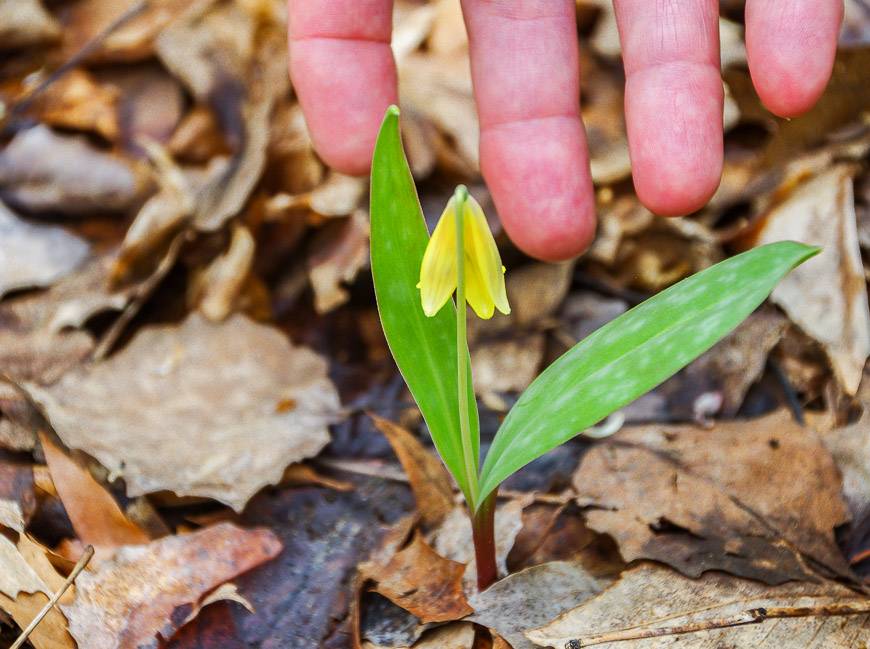 Our guide Katherine Fletcher pointing out the yellow trout lily 