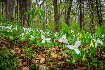 Our group is in awe at the number of trilliums
