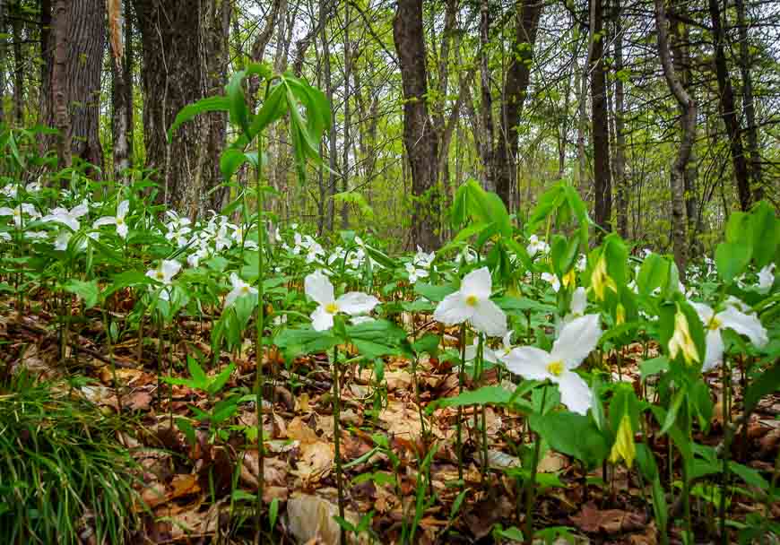 Our group is in awe at the number of trilliums