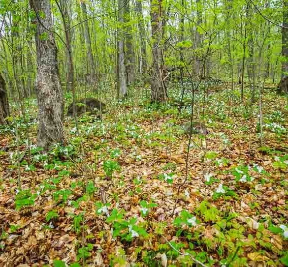 A dazzling display of trilliums