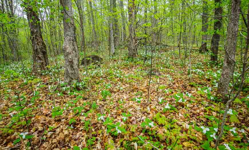 A dazzling display of trilliums on the hike to the Carbide Willson Ruins 