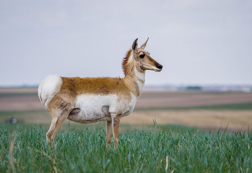 We saw lots of pronghorn antelope driving in and out of the Great Sand hills in Saskatchewan