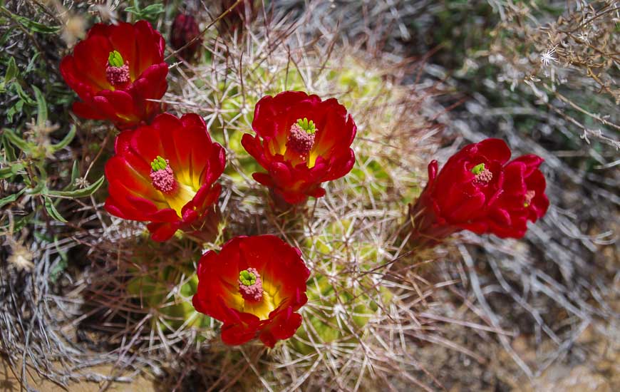 A blast of colour in the desert