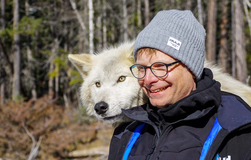 Walking with Wolves in Golden, BC | Hike Bike Travel