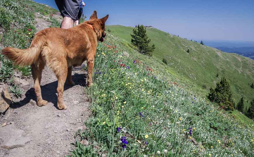 A dog's eye view of the trail