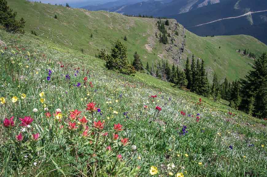 Wildflowers galore