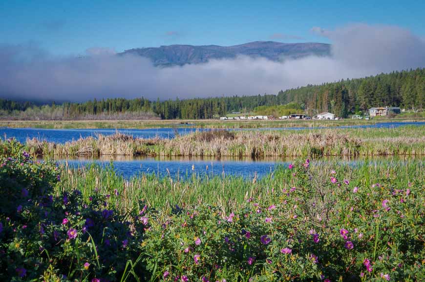 Bring binoculars to spot shorebirds at the Elizabeth Lake Bird Sanctuary