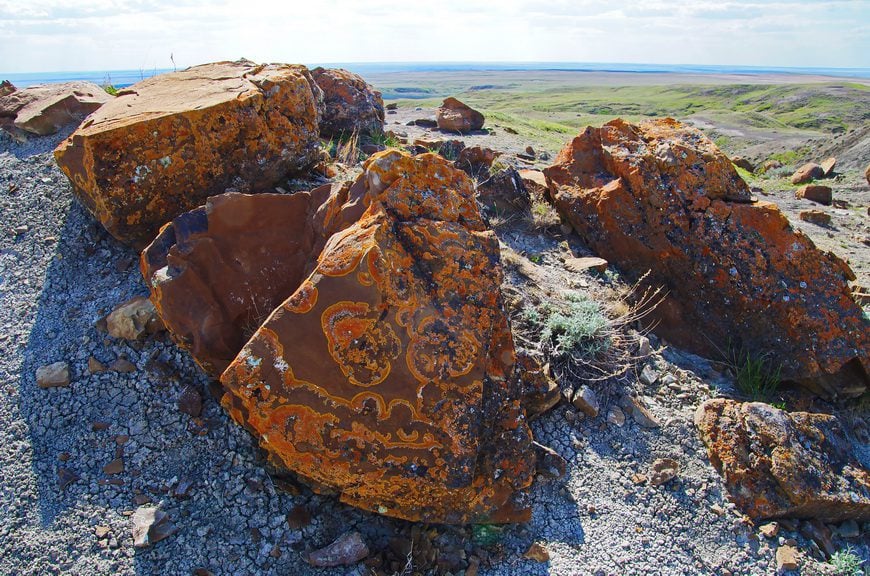 Beautiful lichen patterns on the rock