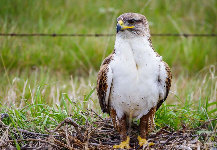 Ferruginous hawk seen on the way to the Quill Lakes