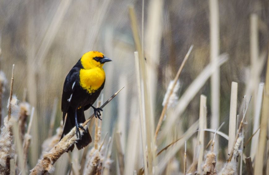 Yellow-headed blackbird