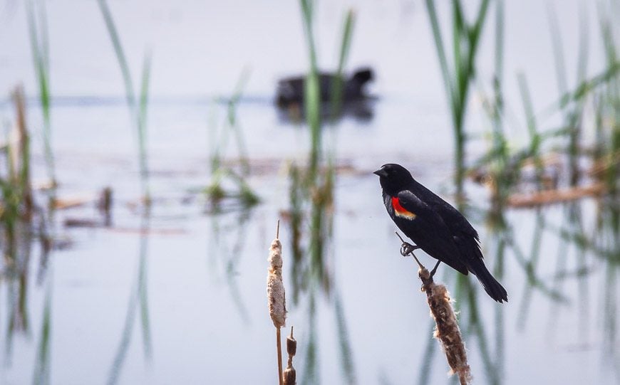 Loads of red-headed blackbirds at Quill Lakes