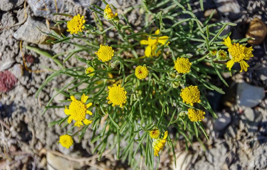 Hardy wildflowers are still able to grow in this environment