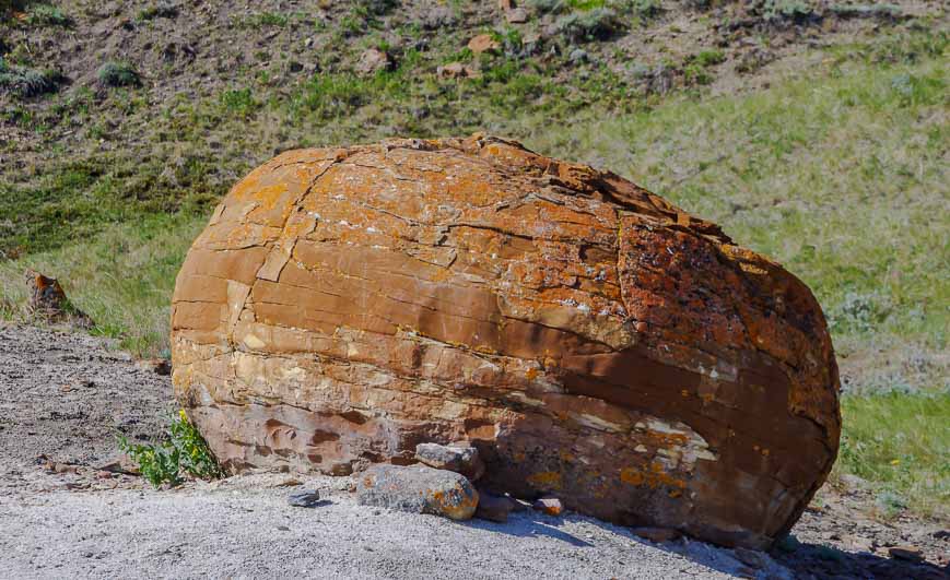 Close-up of a concretion