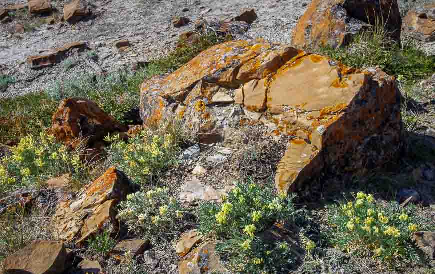 Hardy wildflowers