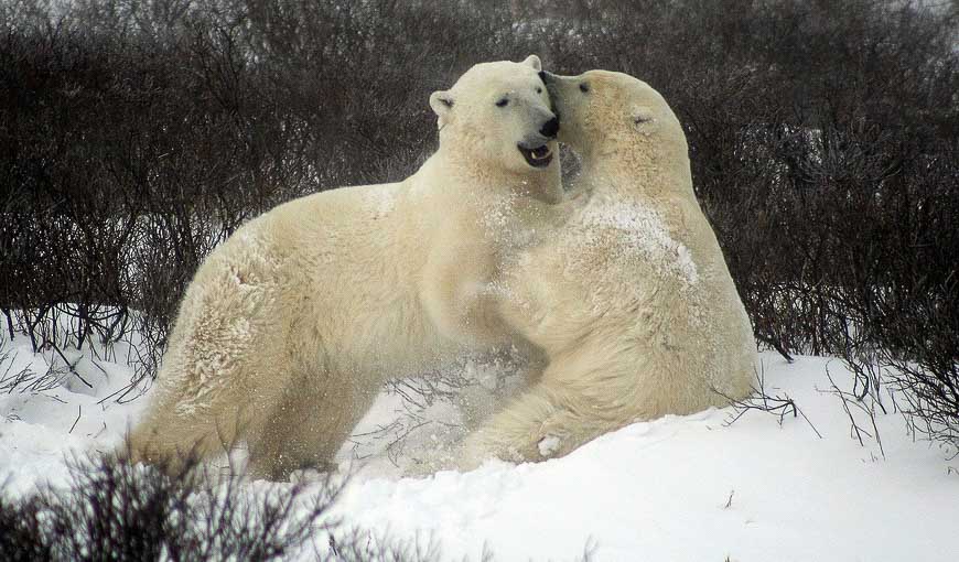 Sparring polar bears in Churchill