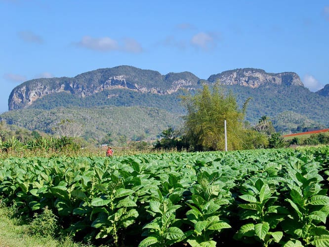 Tobacco plants in the Valley of Vanales, Cuba