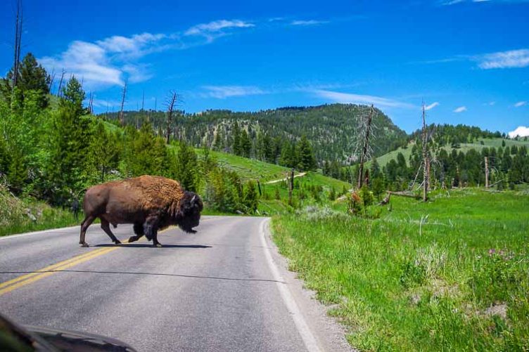 The bison practically stepped out in front of our car in Yellowstone