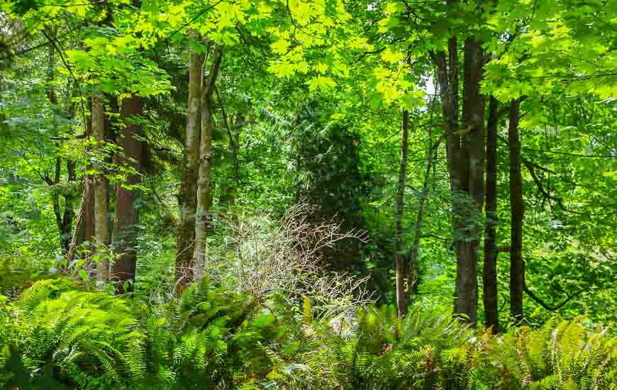 Gorgeous woods but beware of the stinging nettle