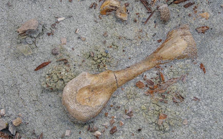 Finding bones in situ - Dinosaur Provincial Park