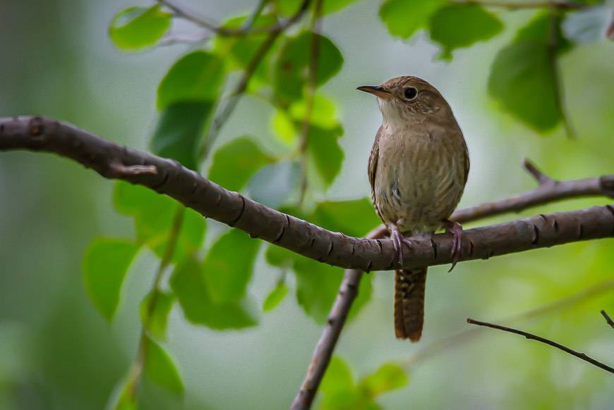 House wren in Dinosaur Provincial Park