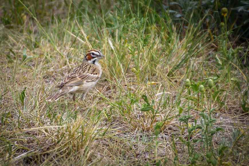 The Lark Sparrow in Dinosaur Provincial Park