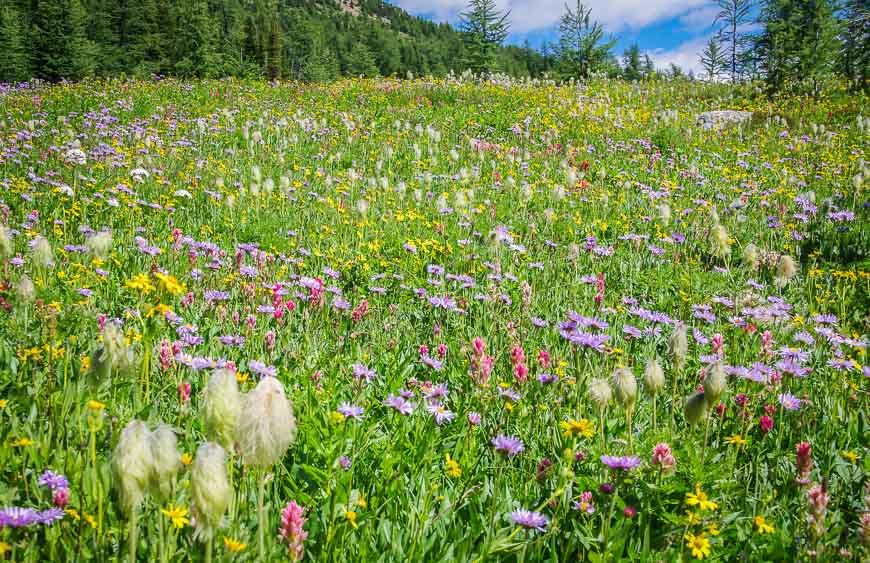 Fantastic wildflower display at Gibbon Pass