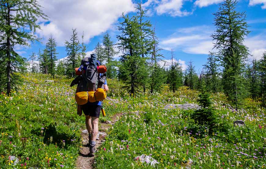 Wildflowers and larches on the way to Gibbon Pass