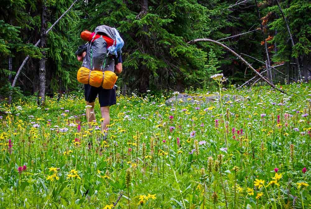 Walking through the wildflowers on the Whistling Valley Trail